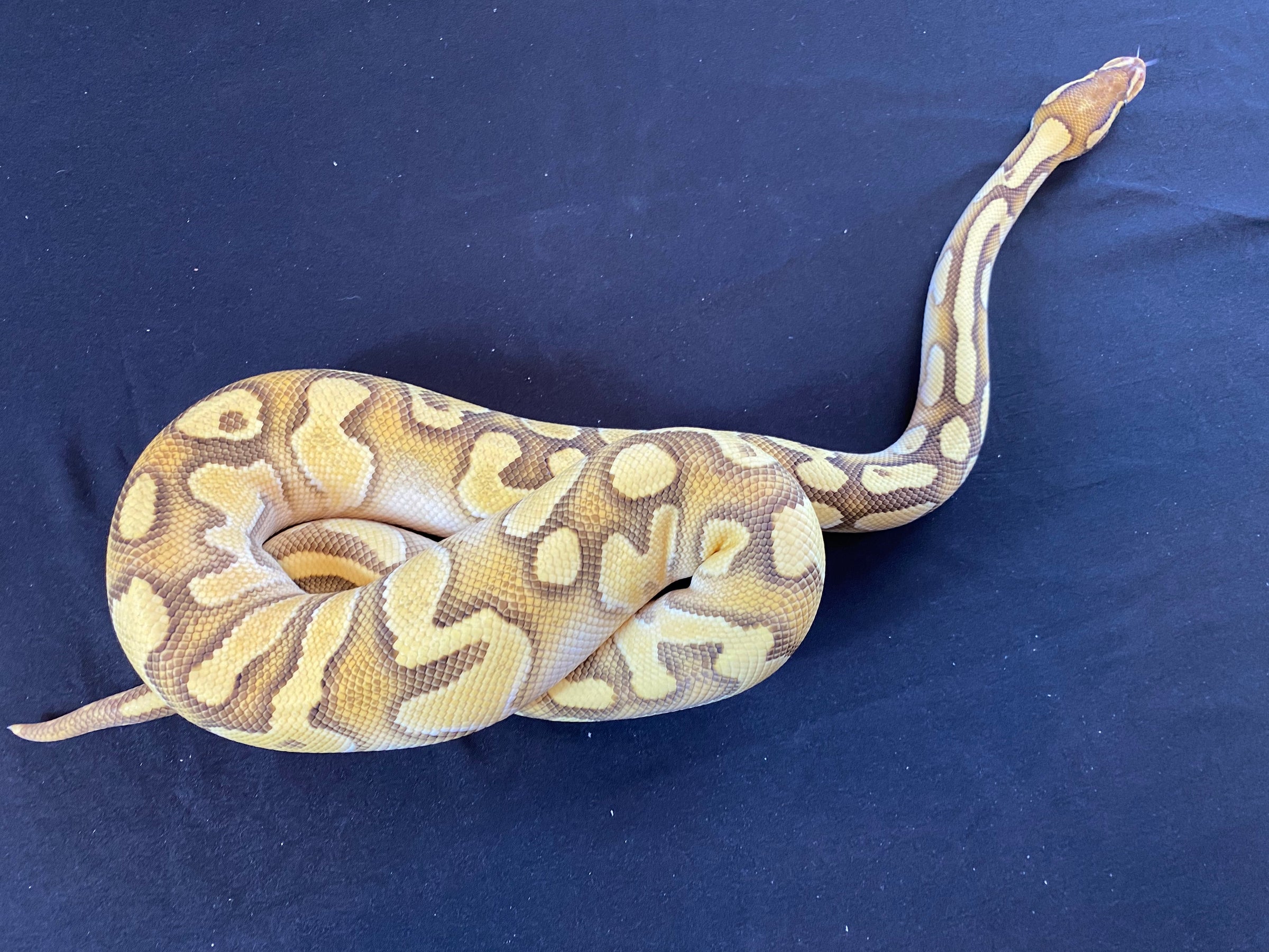 Butter Ghost Ball Python